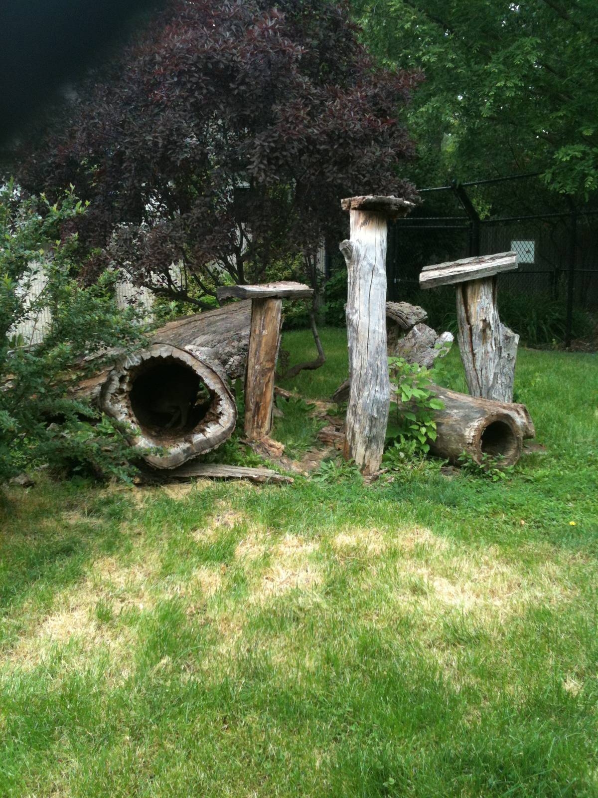 new guinea singing dog exhibit