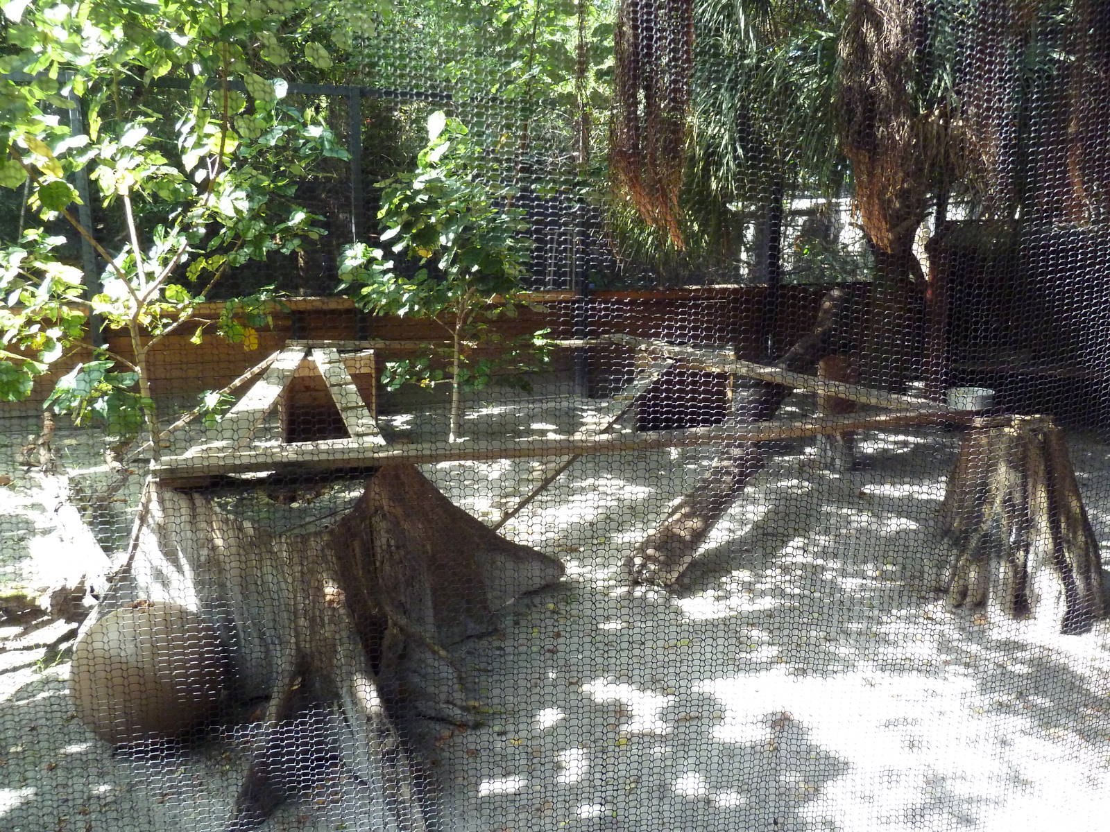 New Guinea Singing Dog Exhibit