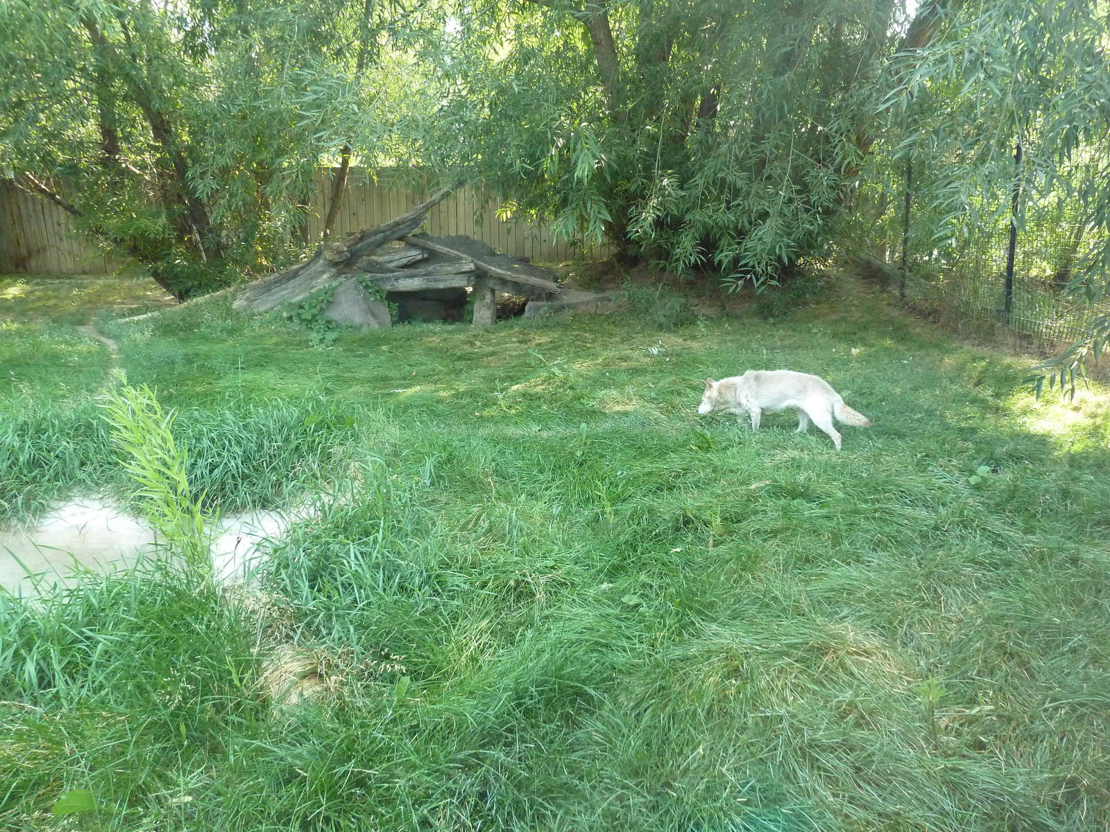 New Guinea Singing Dog Exhibit