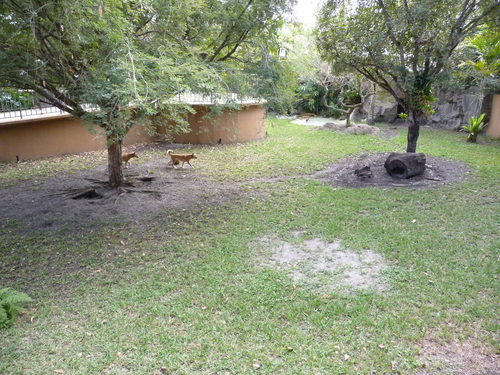 New Guinea Singing Dog Exhibit