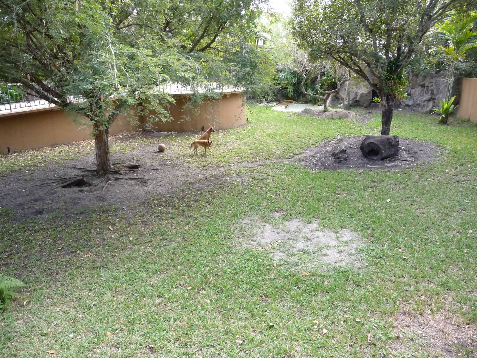 New Guinea Singing Dog Exhibit