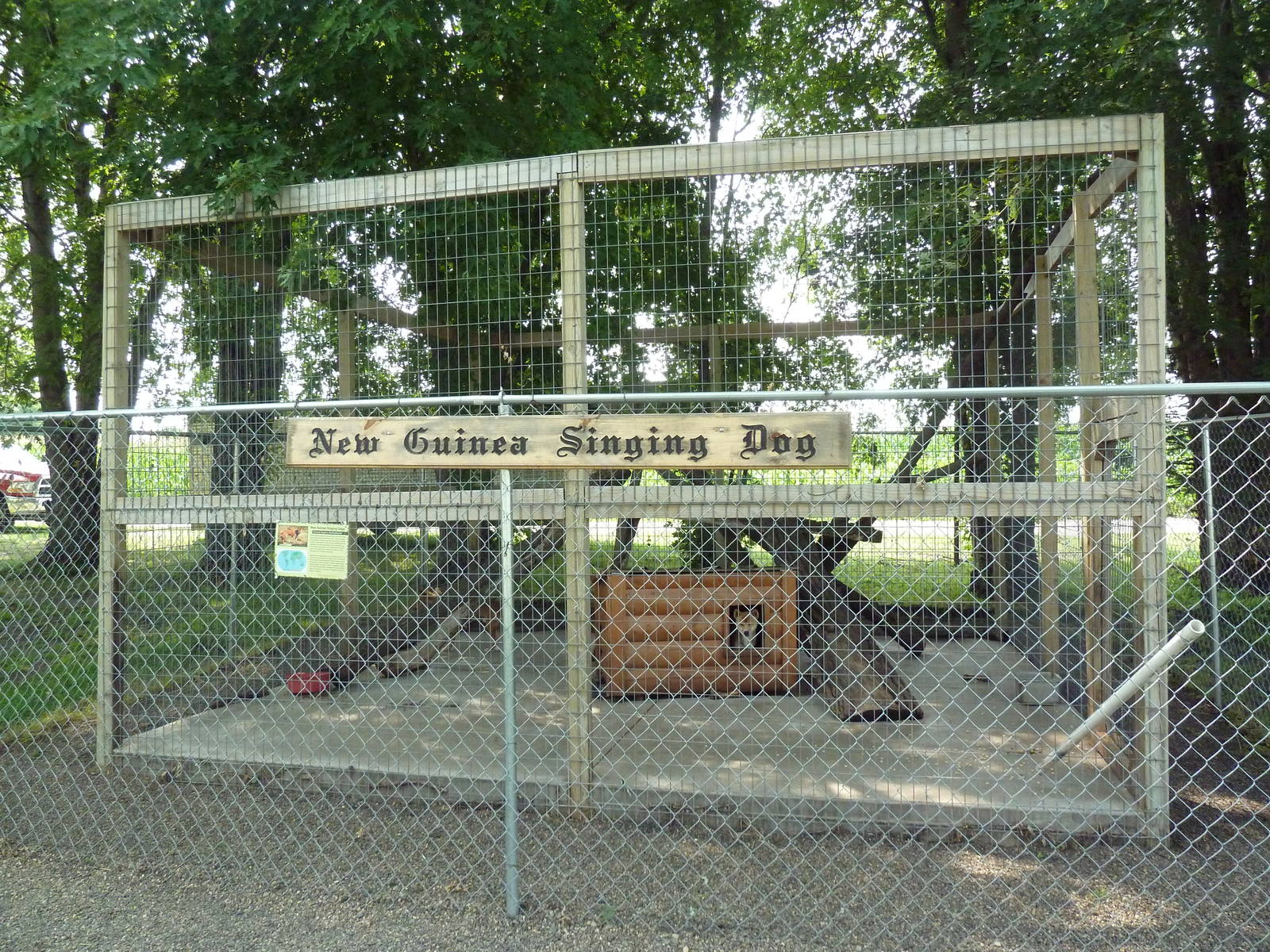 New Guinea Singing Dog Exhibit