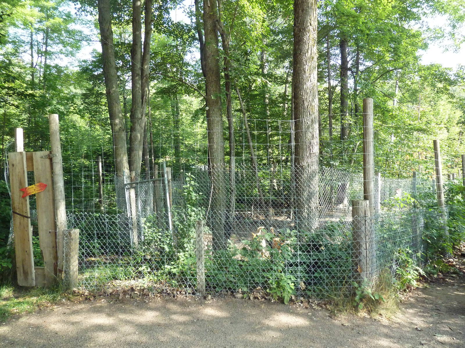 New Guinea Singing Dog Exhibit