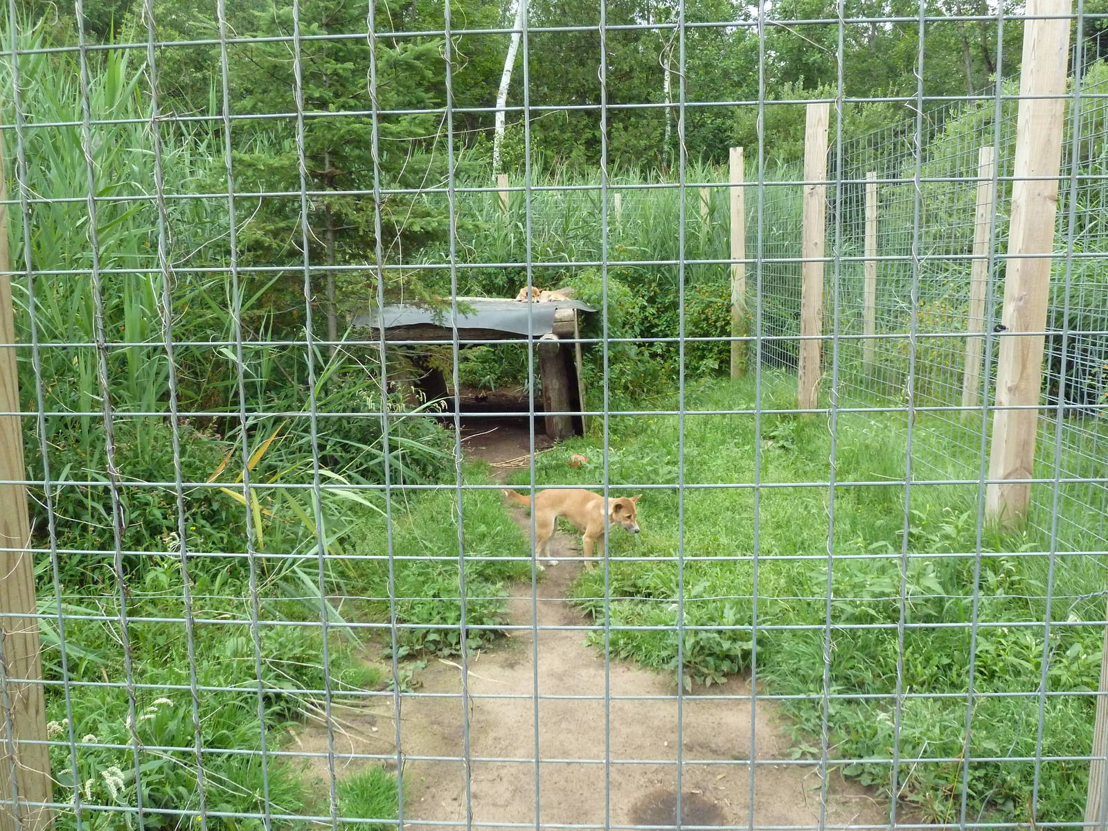 New Guinea Singing Dog Exhibit