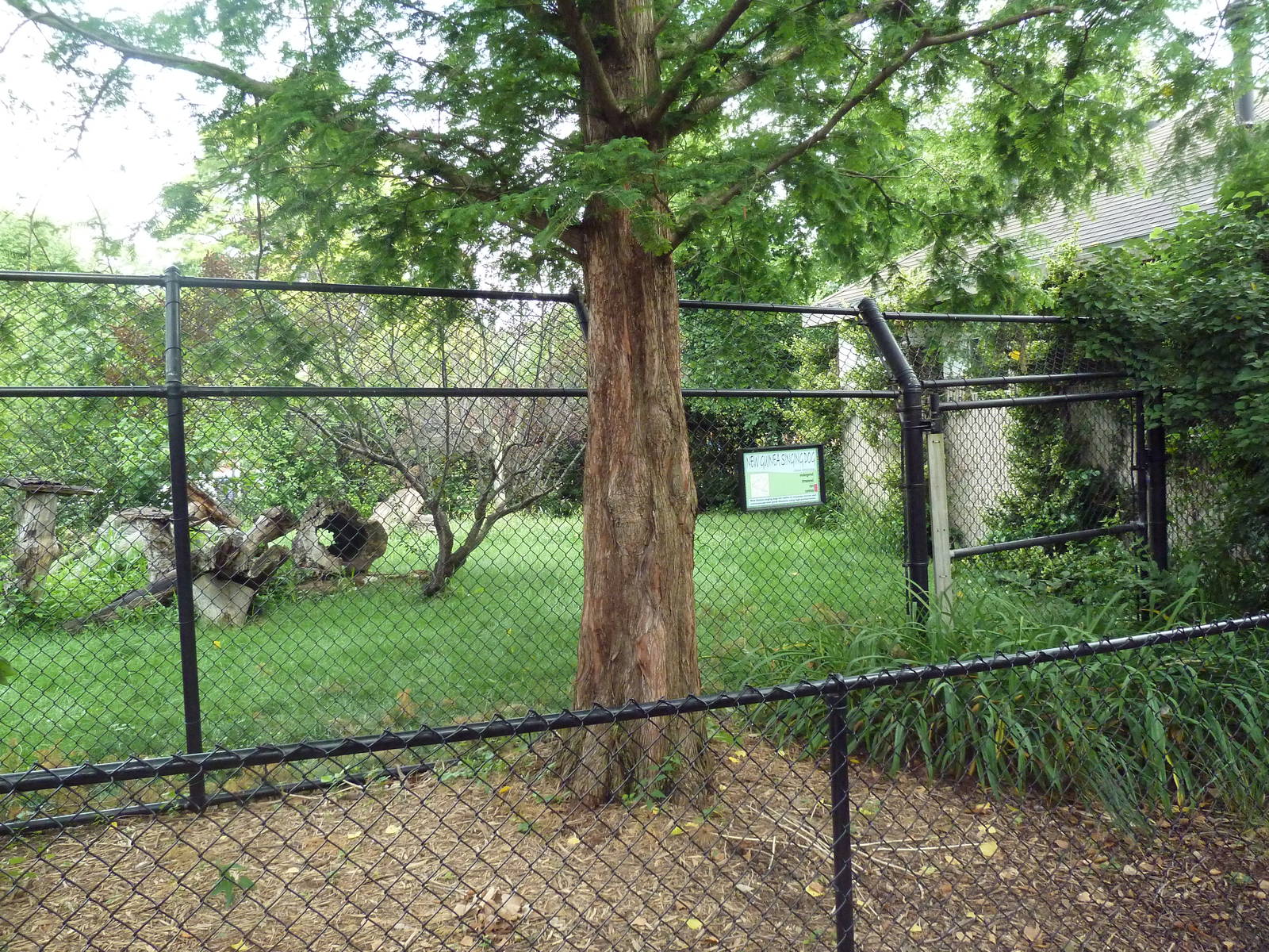 New Guinea Singing Dog Exhibit