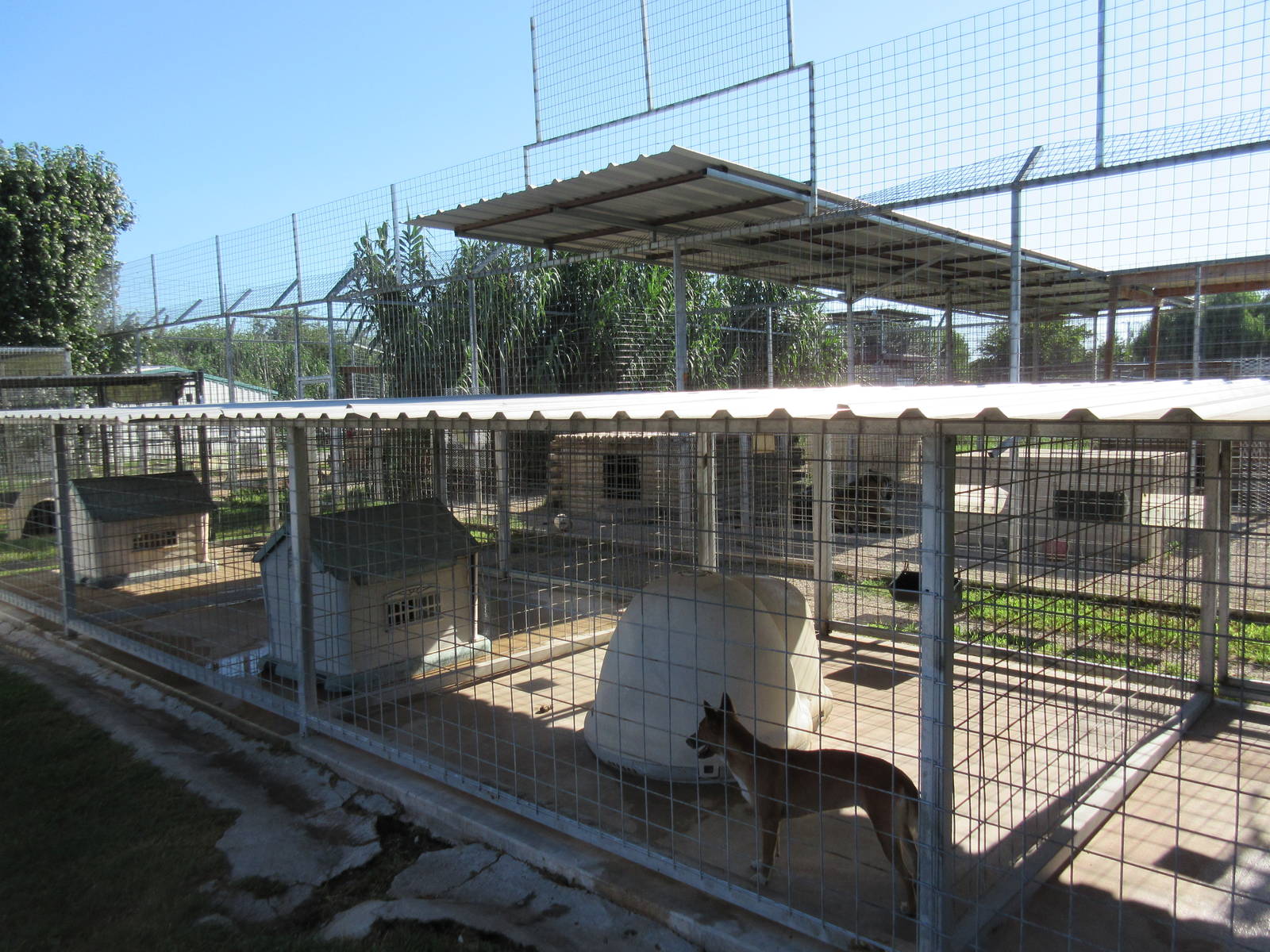 New Guinea Singing Dog Exhibit