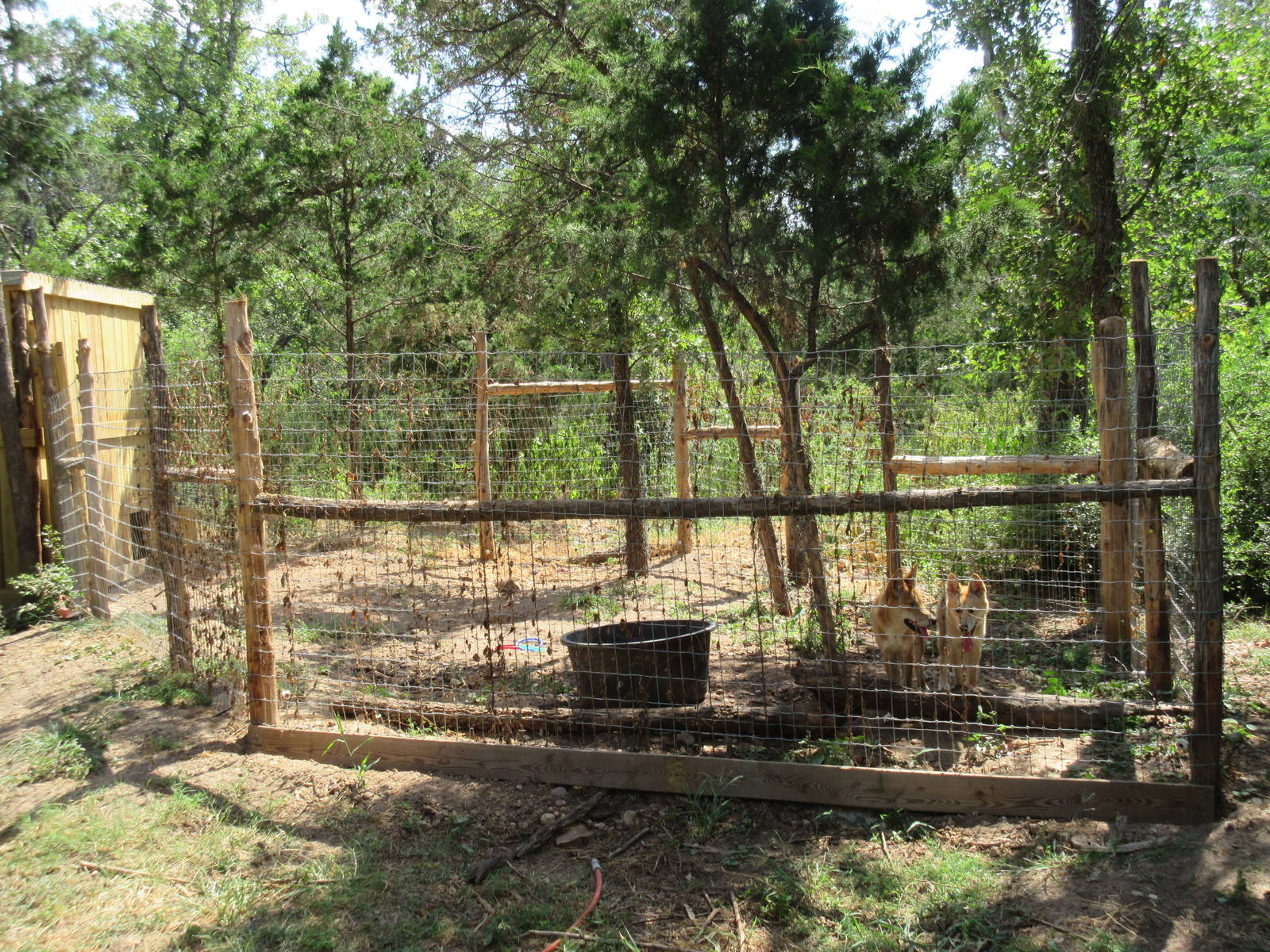 New Guinea Singing Dog Exhibit