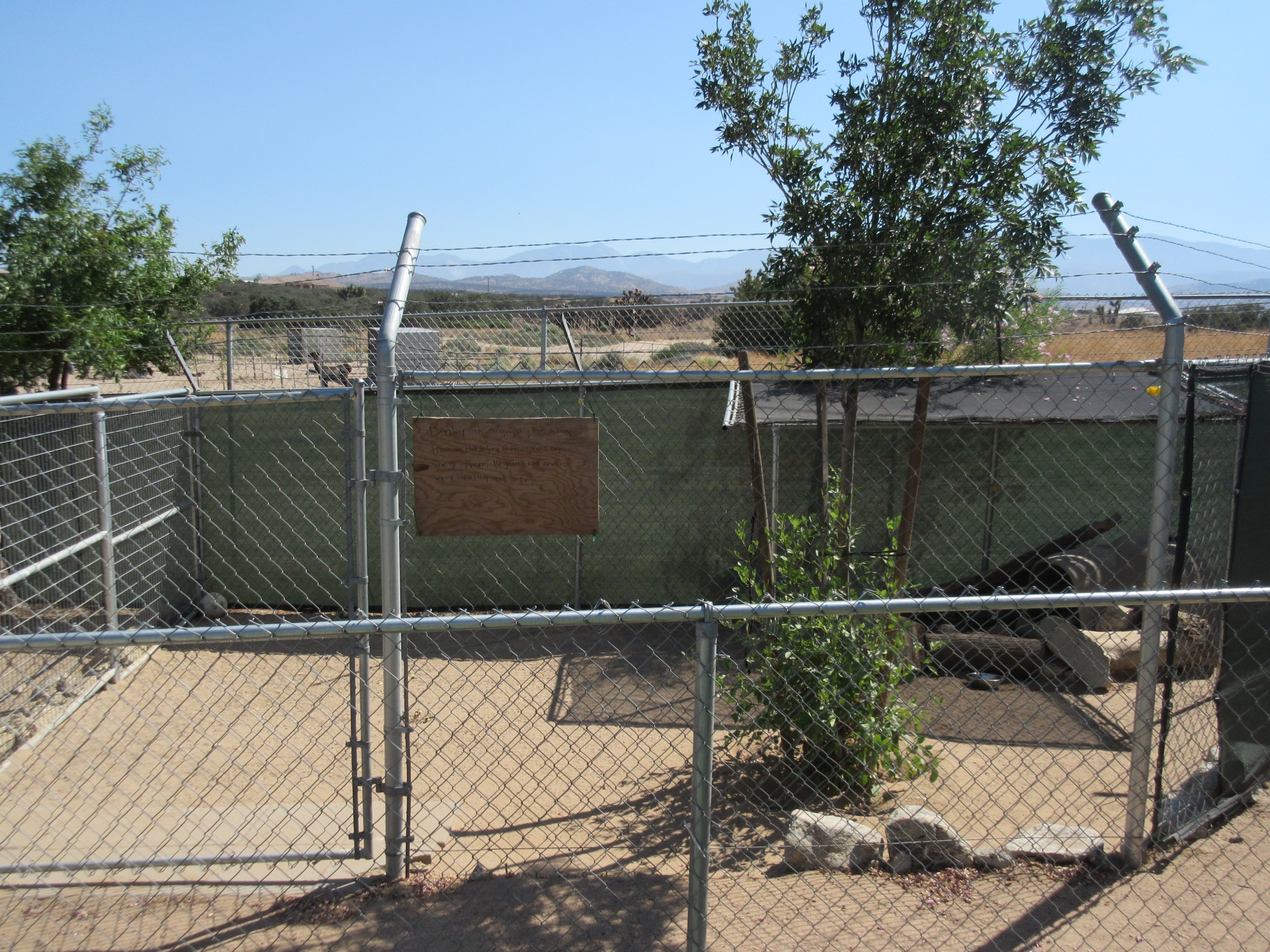 New Guinea Singing Dog Exhibit