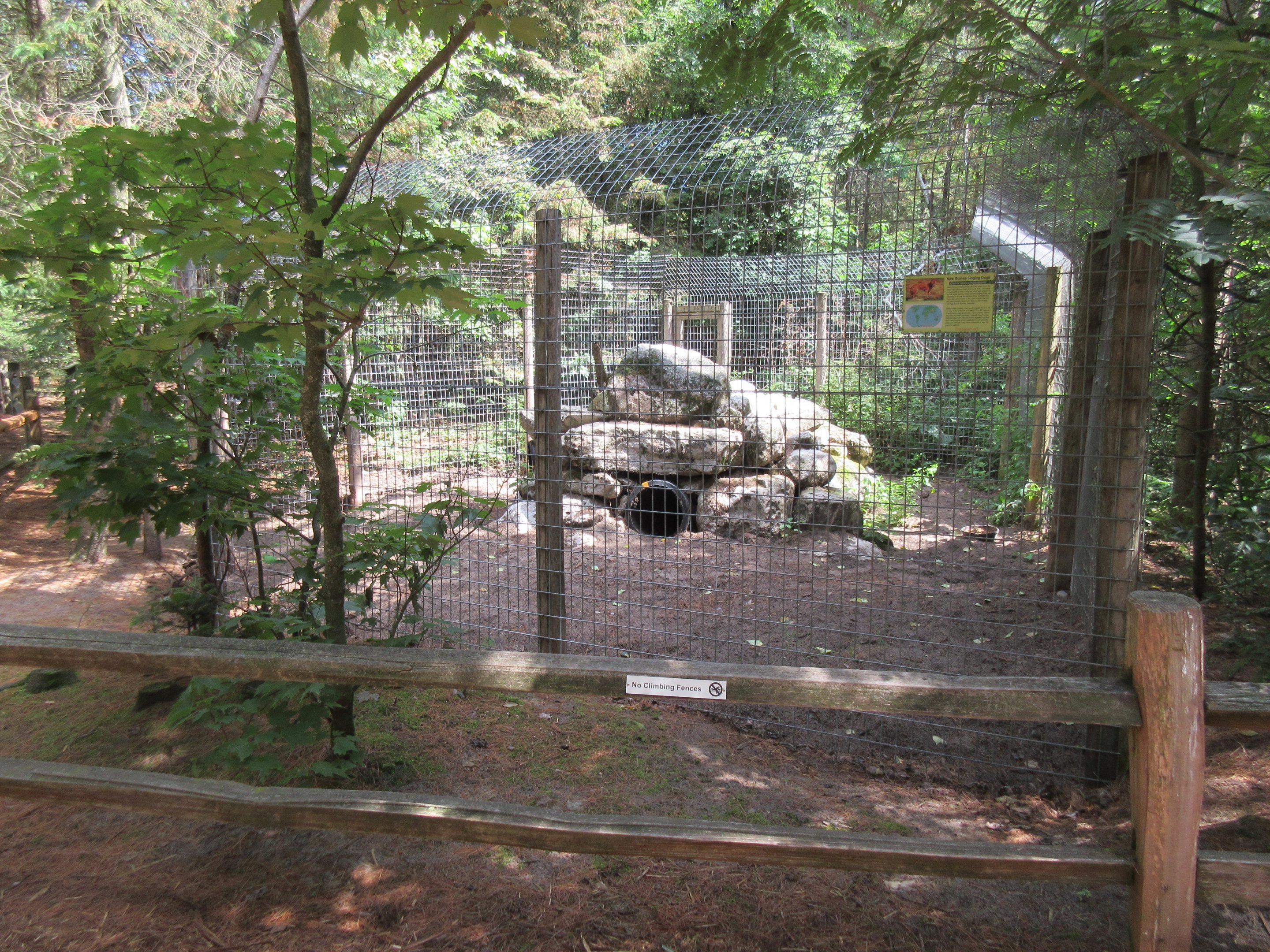 New Guinea Singing Dog Exhibit