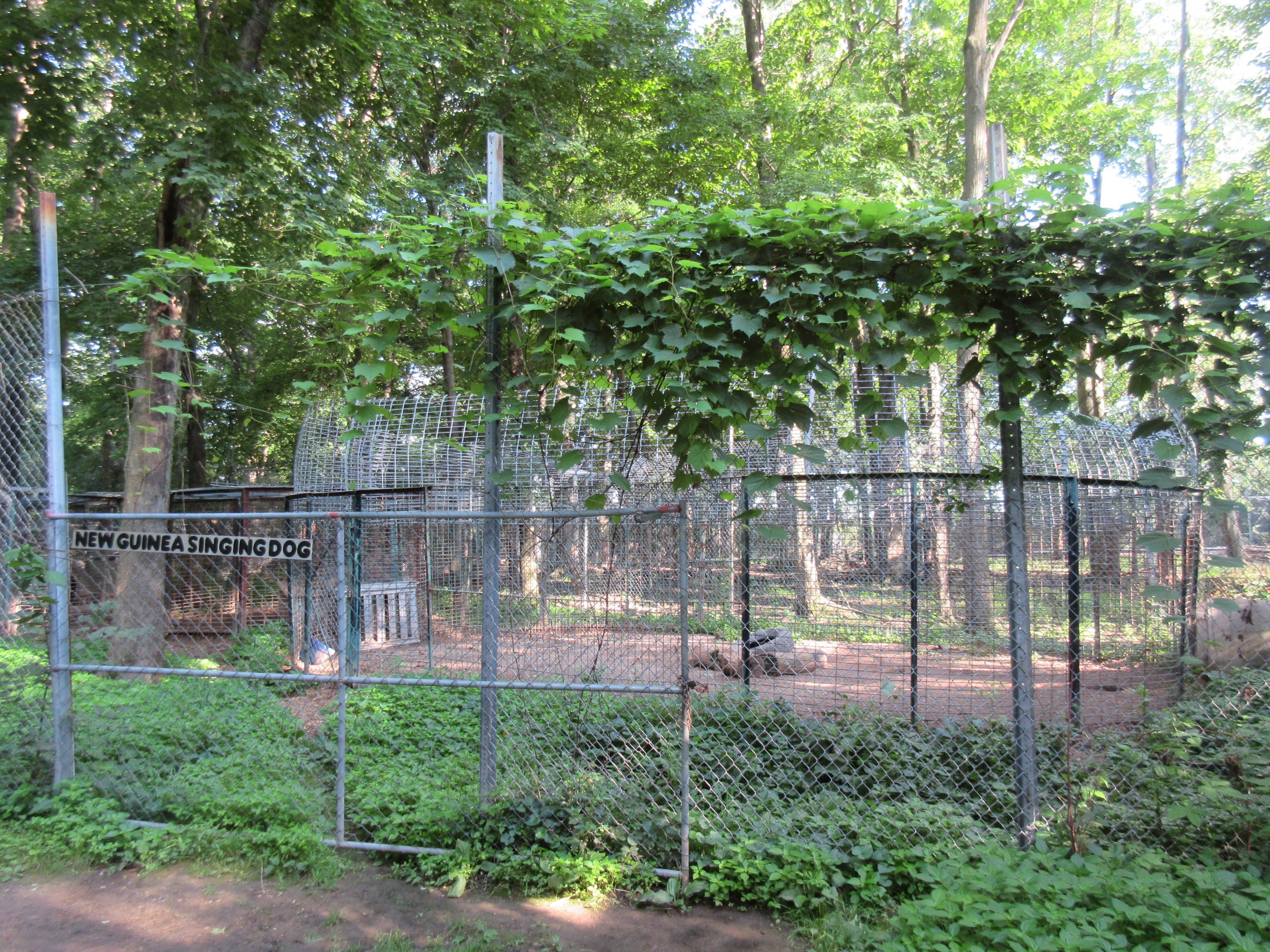 New Guinea Singing Dog Exhibit