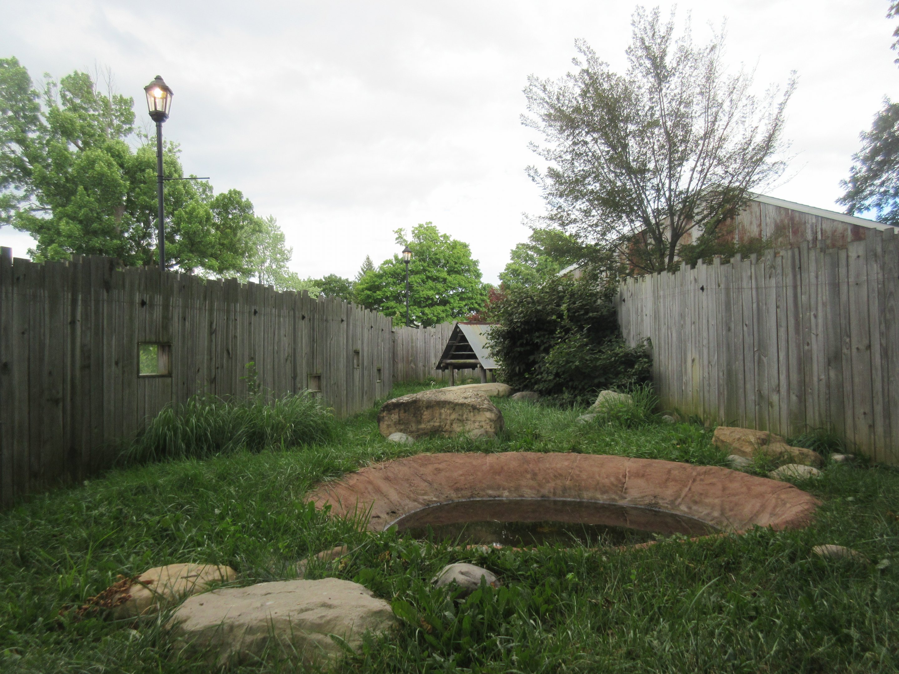 New Guinea Singing Dog Exhibit