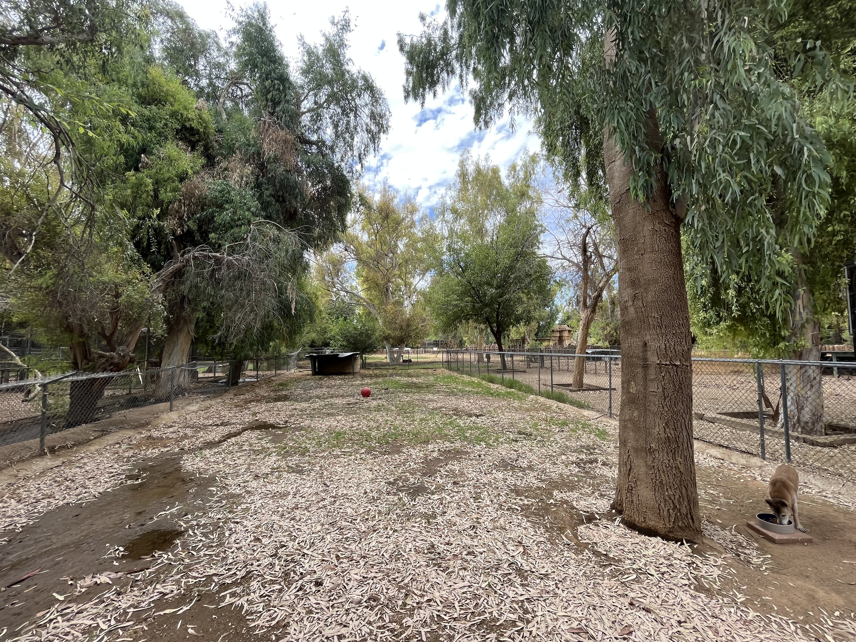 New Guinea Singing Dog Exhibit