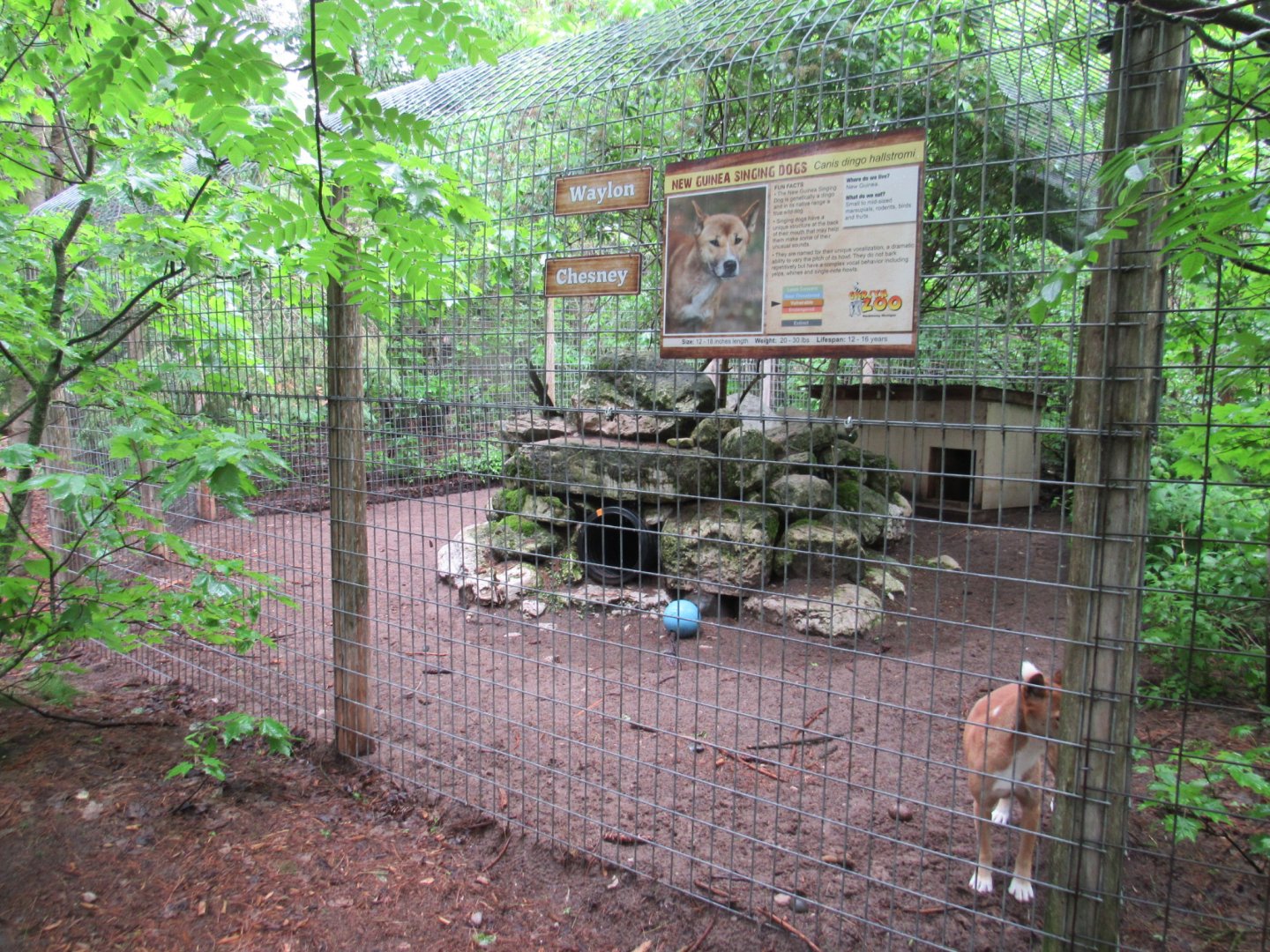 New Guinea Singing Dog Exhibit