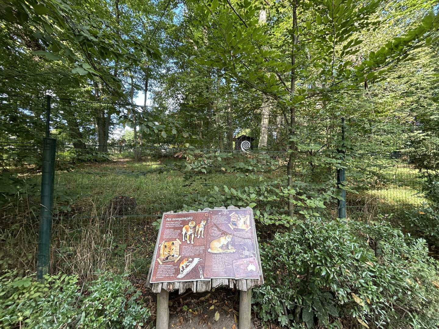 New Guinea Singing Dog Exhibit