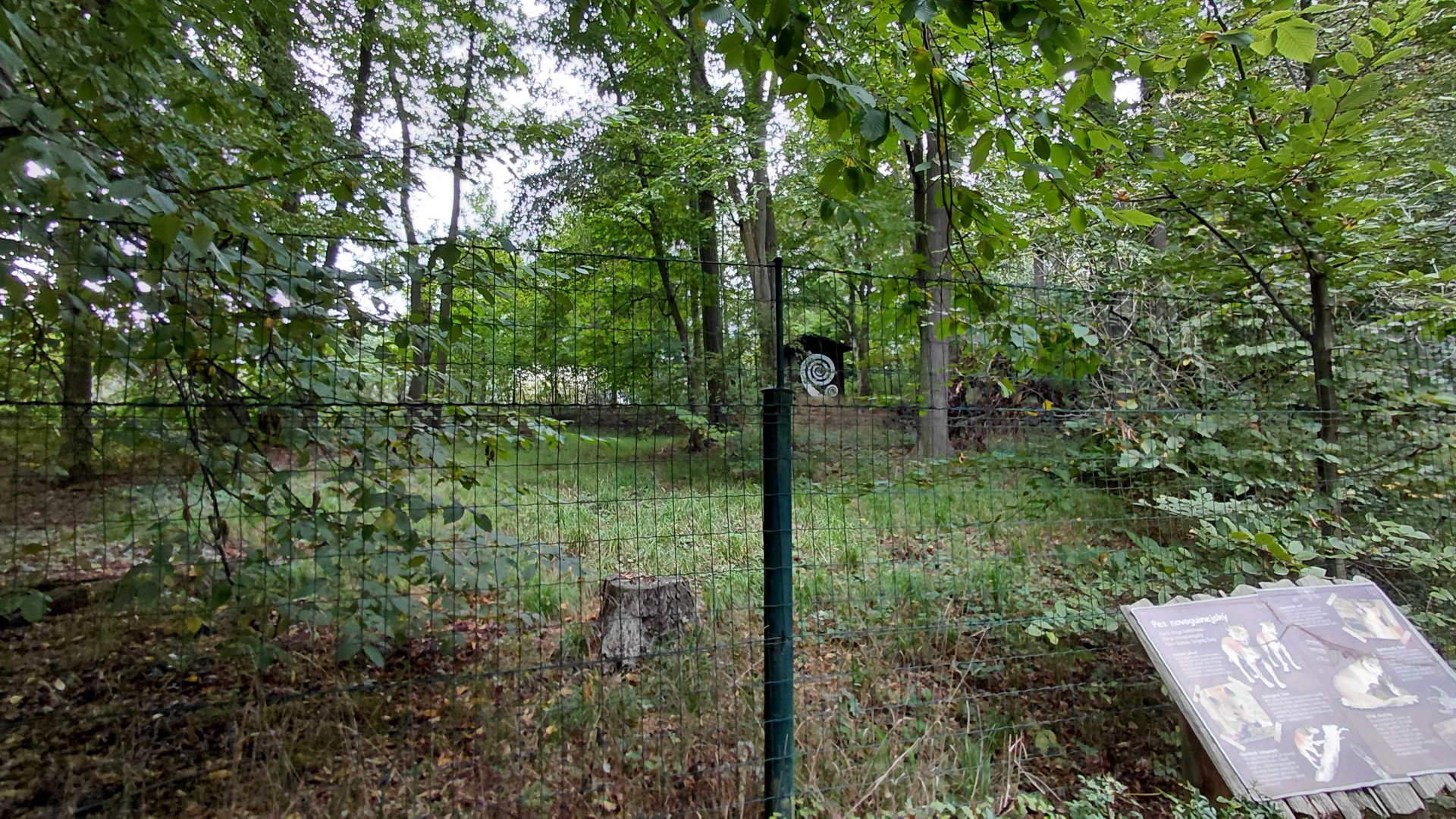 New Guinea singing dog exhibit