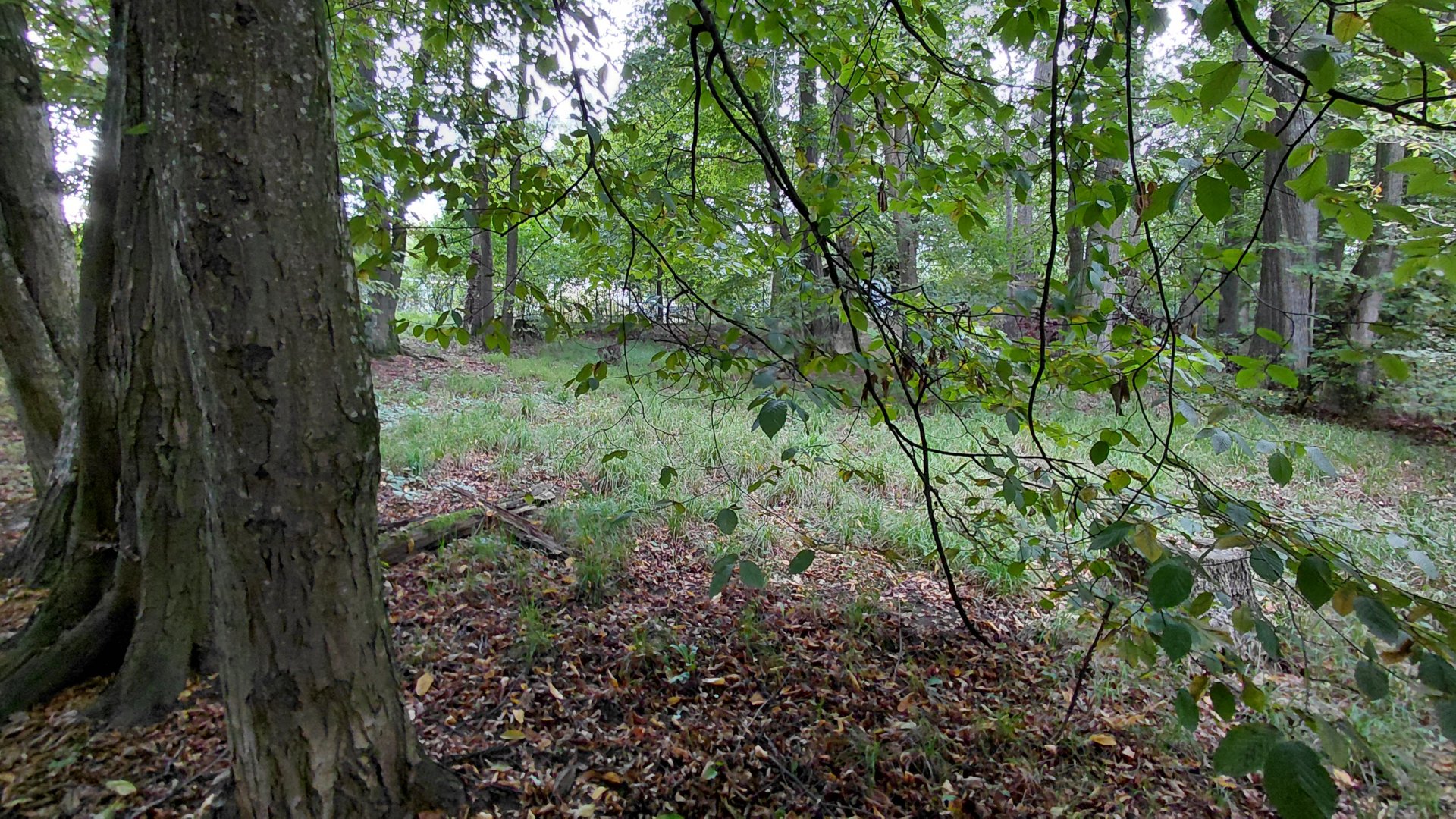 New Guinea singing dog exhibit