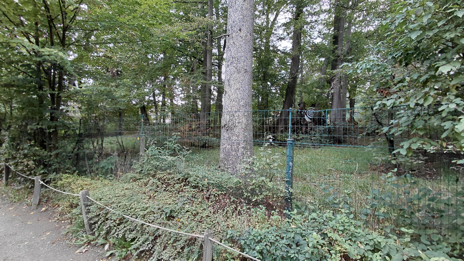 New Guinea singing dog exhibit