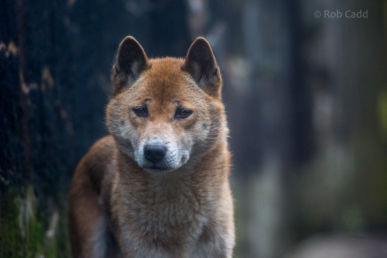 New Guinea singing dog : Exmoor Zoo : 22 May 2015
