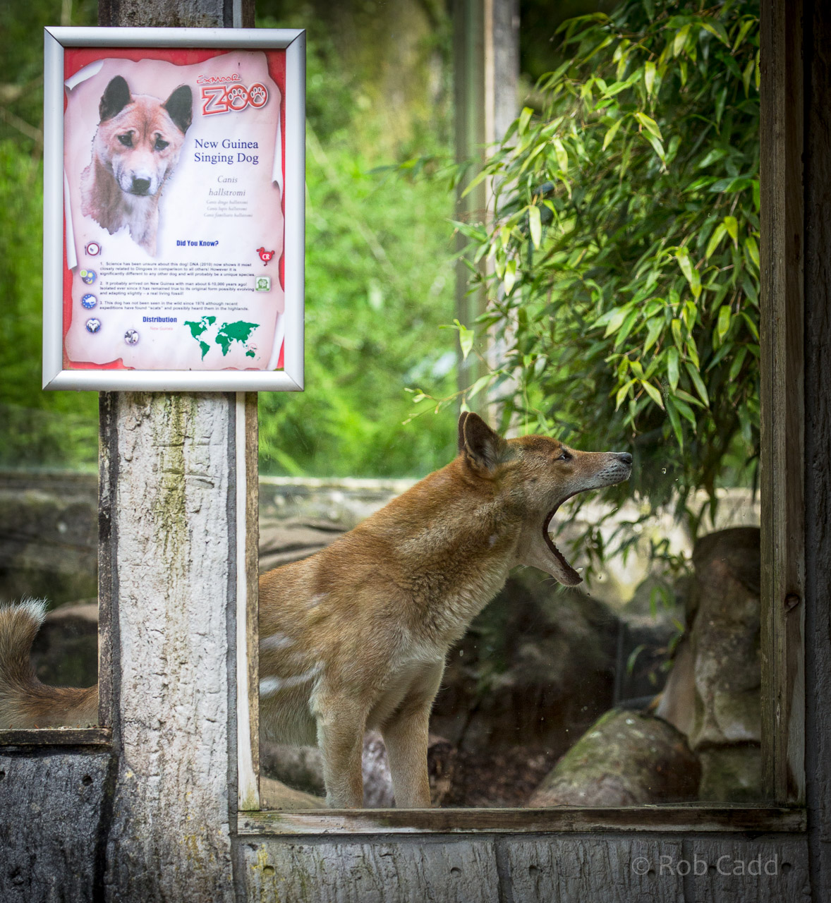 New Guinea singing dog : Exmoor Zoo : 22 May 2015