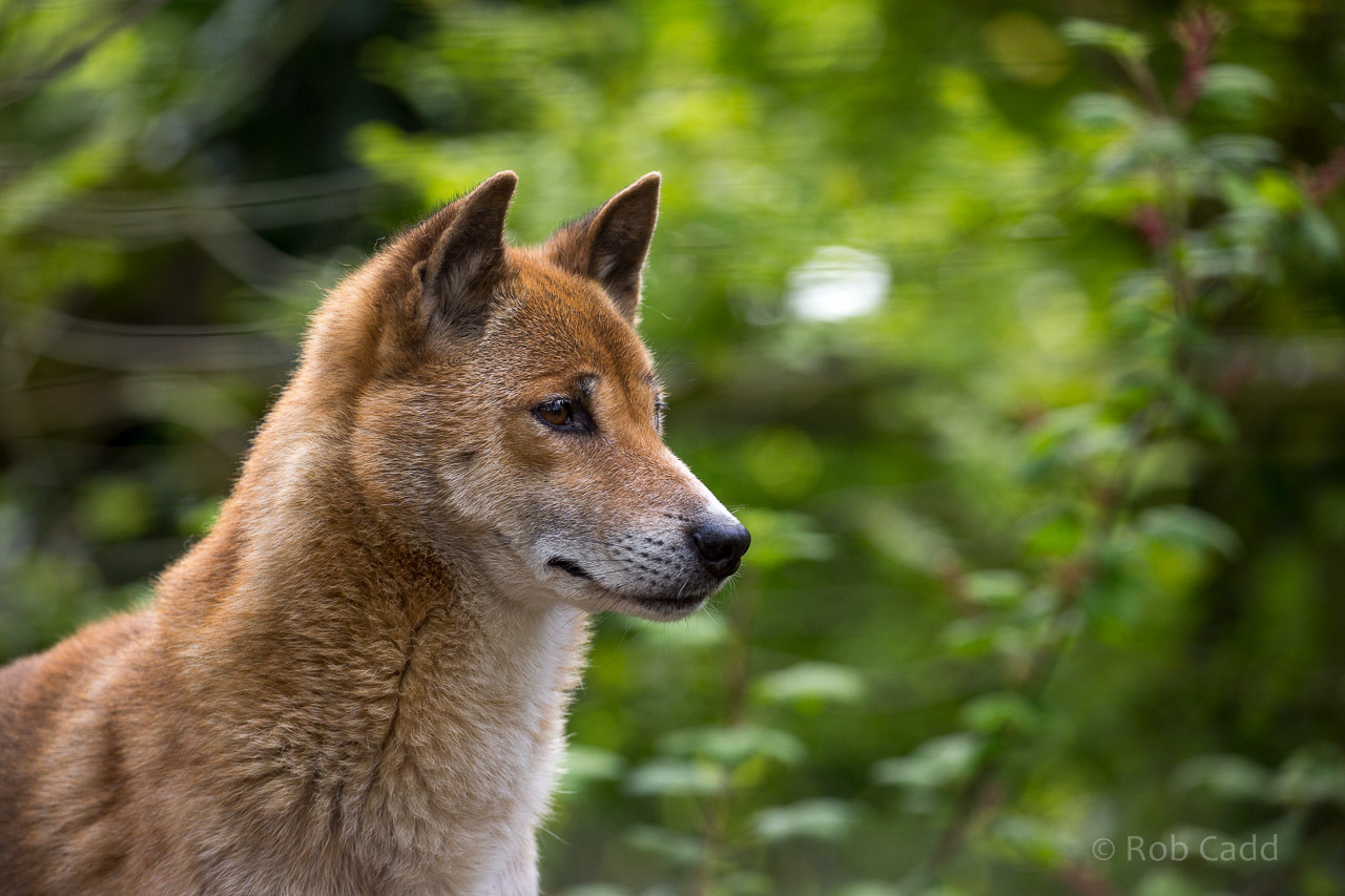 New Guinea singing dog : Exmoor Zoo : 22 May 2015