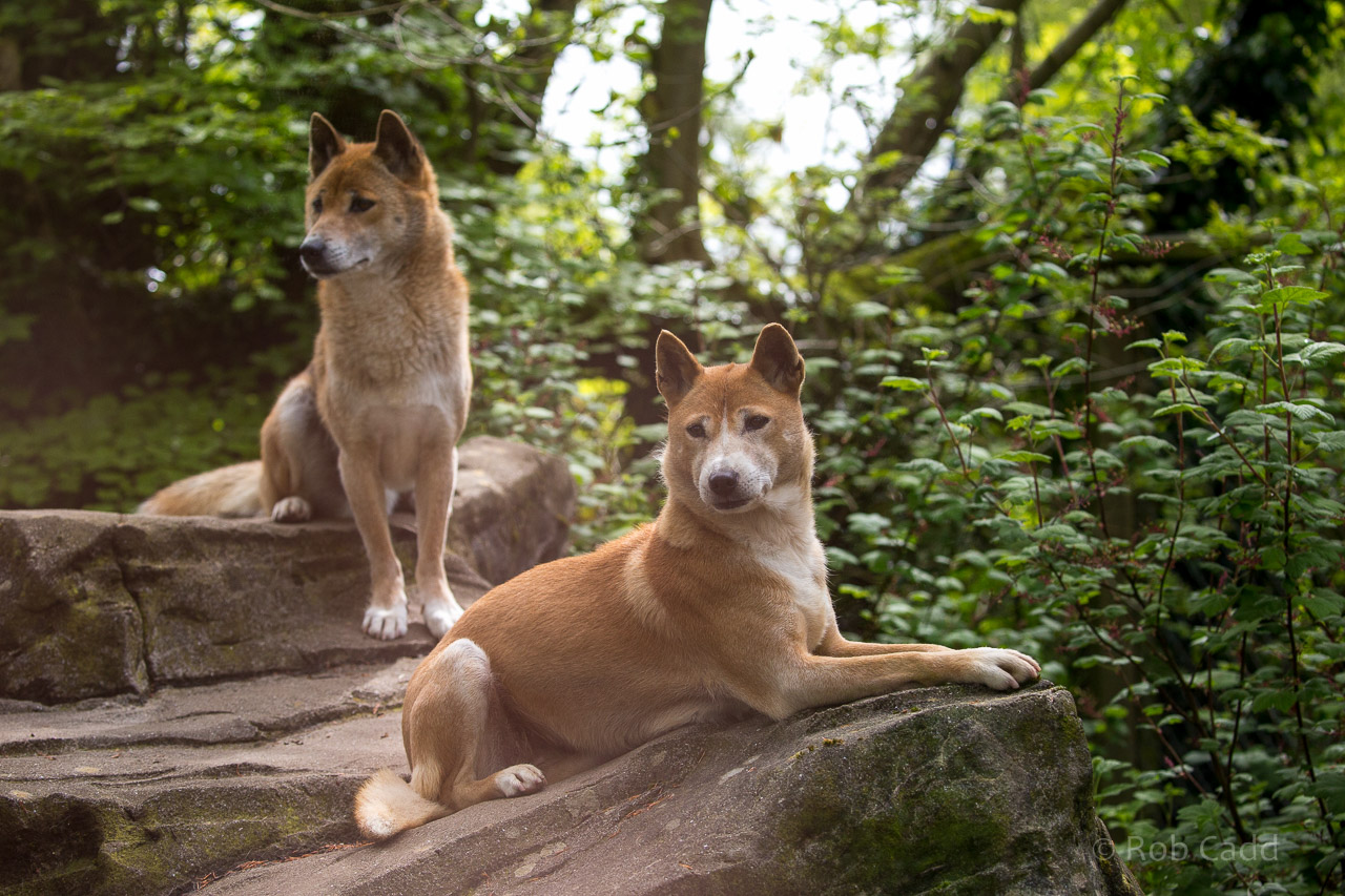 New Guinea singing dog : Exmoor Zoo : 22 May 2015