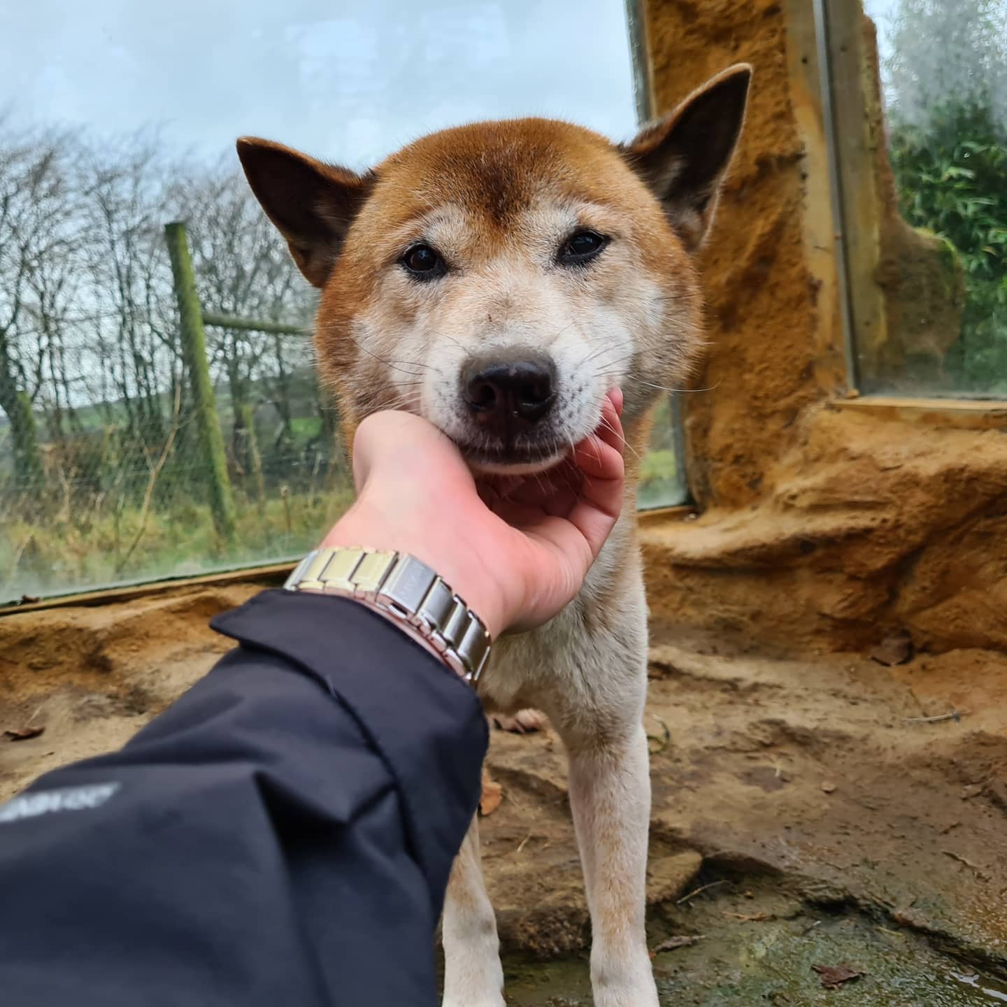 New Guinea Singing Dog, Exmoor Zoo