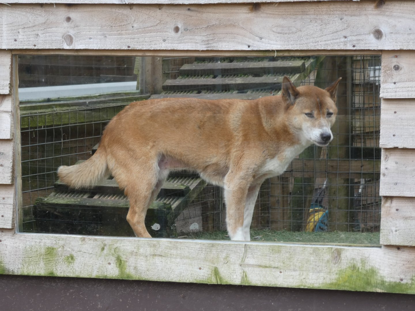 New Guinea Singing Dog in the window