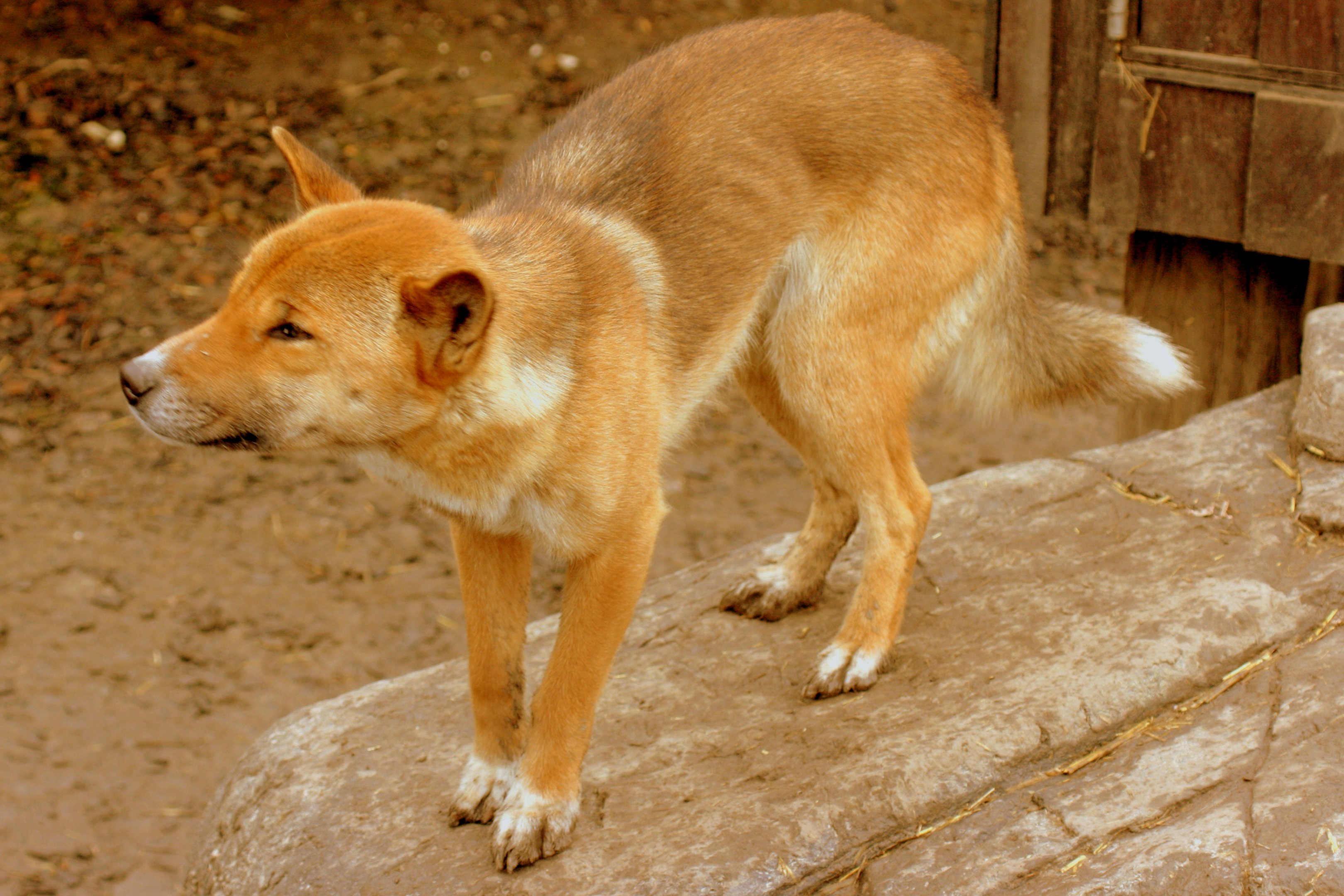 New Guinea singing dog; RSCC; 31st March 2010
