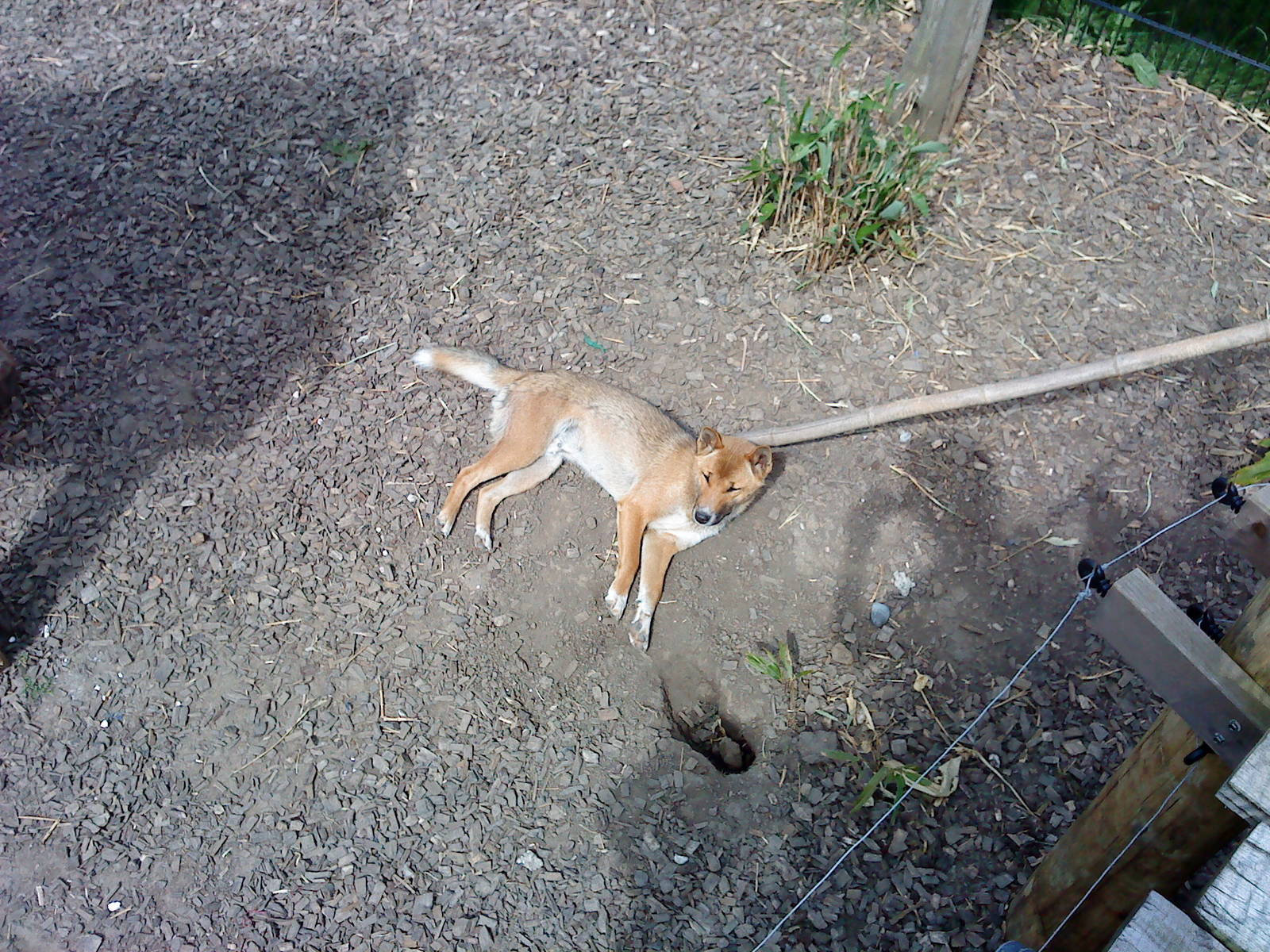 New guinea singing dog, RSCC