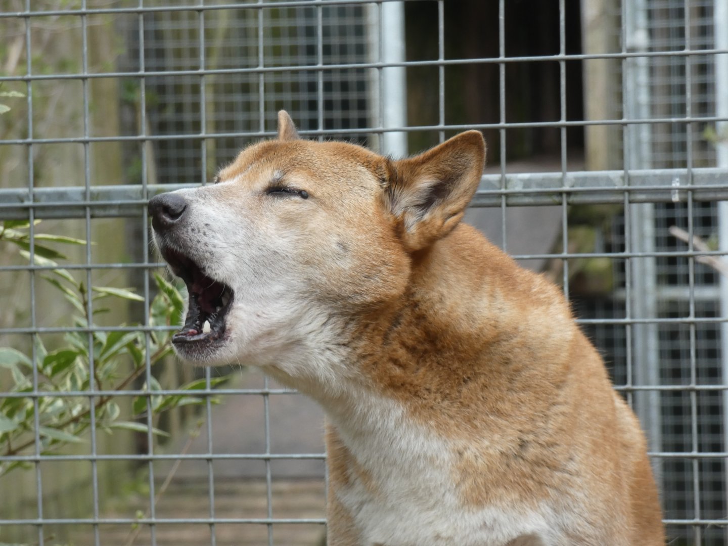 New Guinea Singing Dog 'Singing'