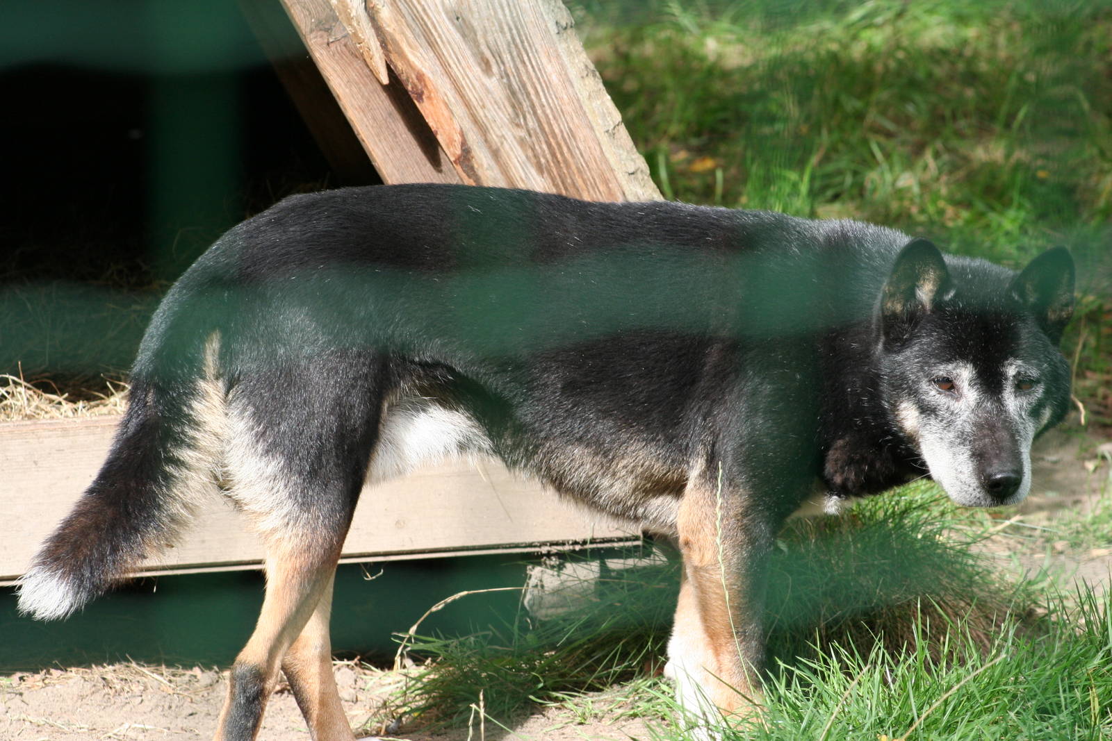 New Guinea Singing Dog @ Tierpark Berlin; 06.09.07