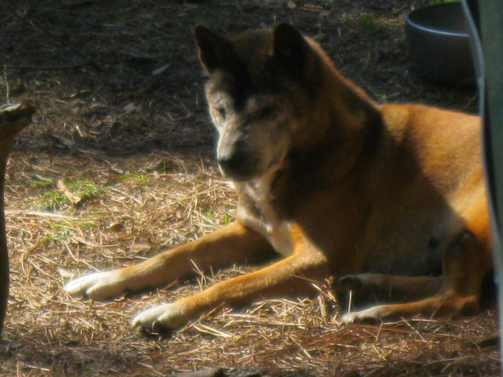New Guinea Singing Dog