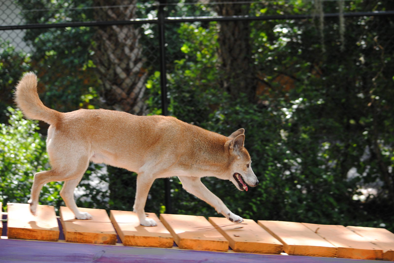 New-Guinea Singing Dog