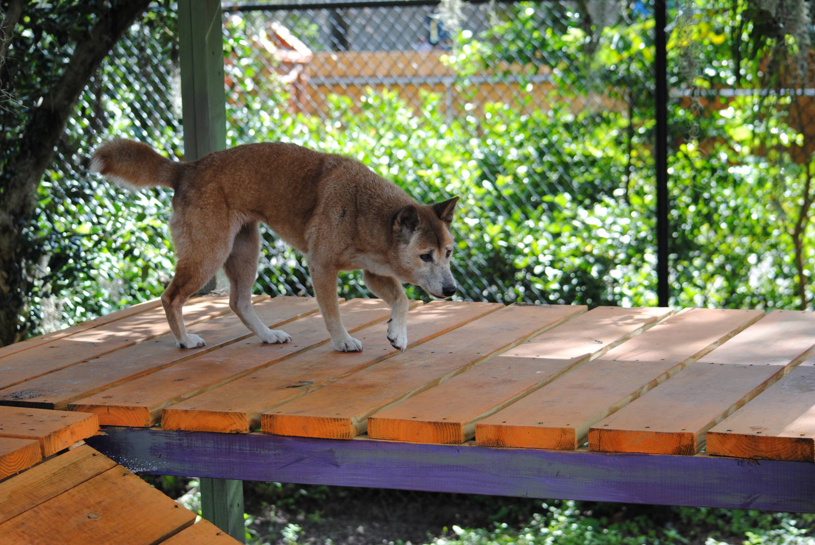 New-Guinea Singing Dog
