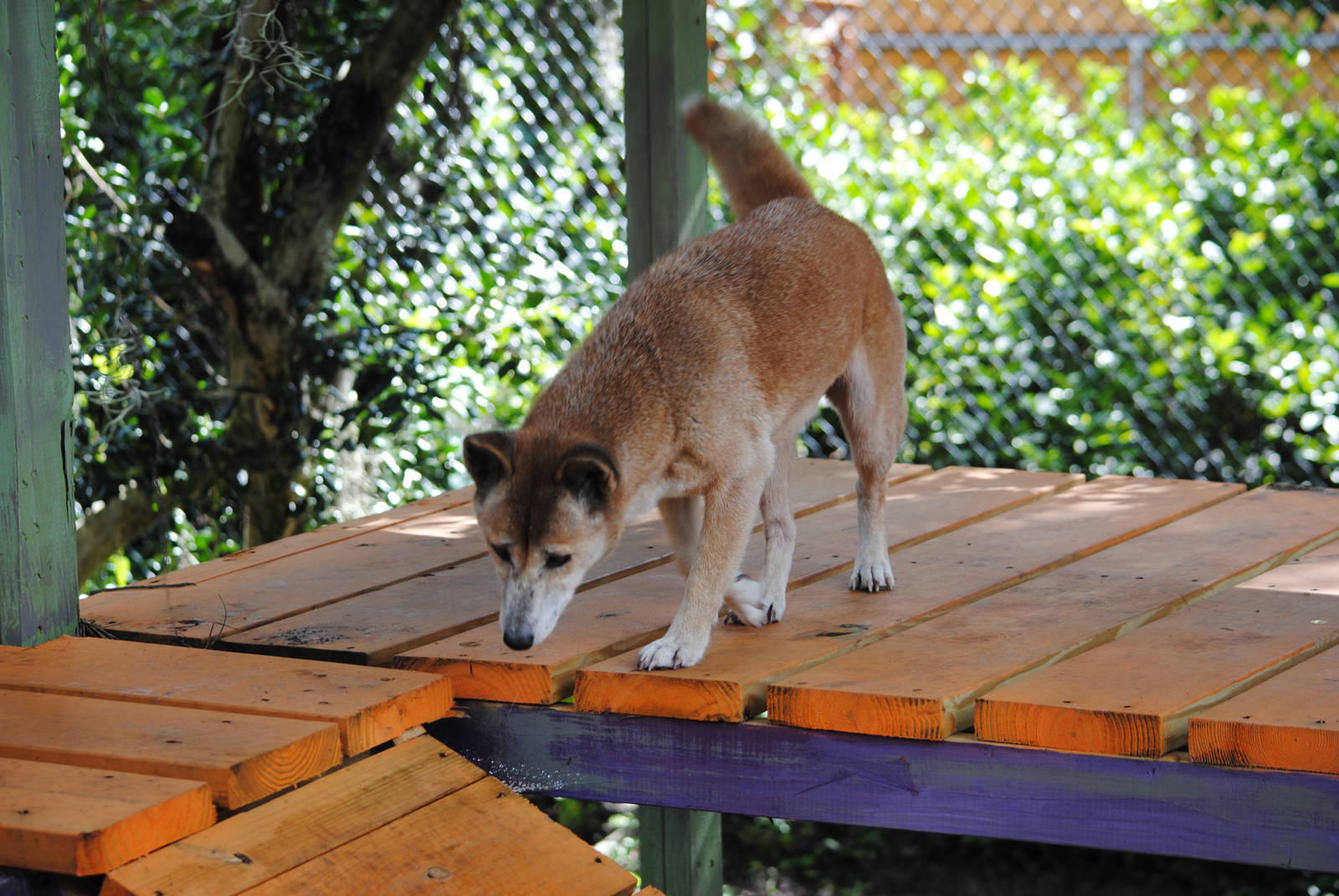 New-Guinea Singing Dog