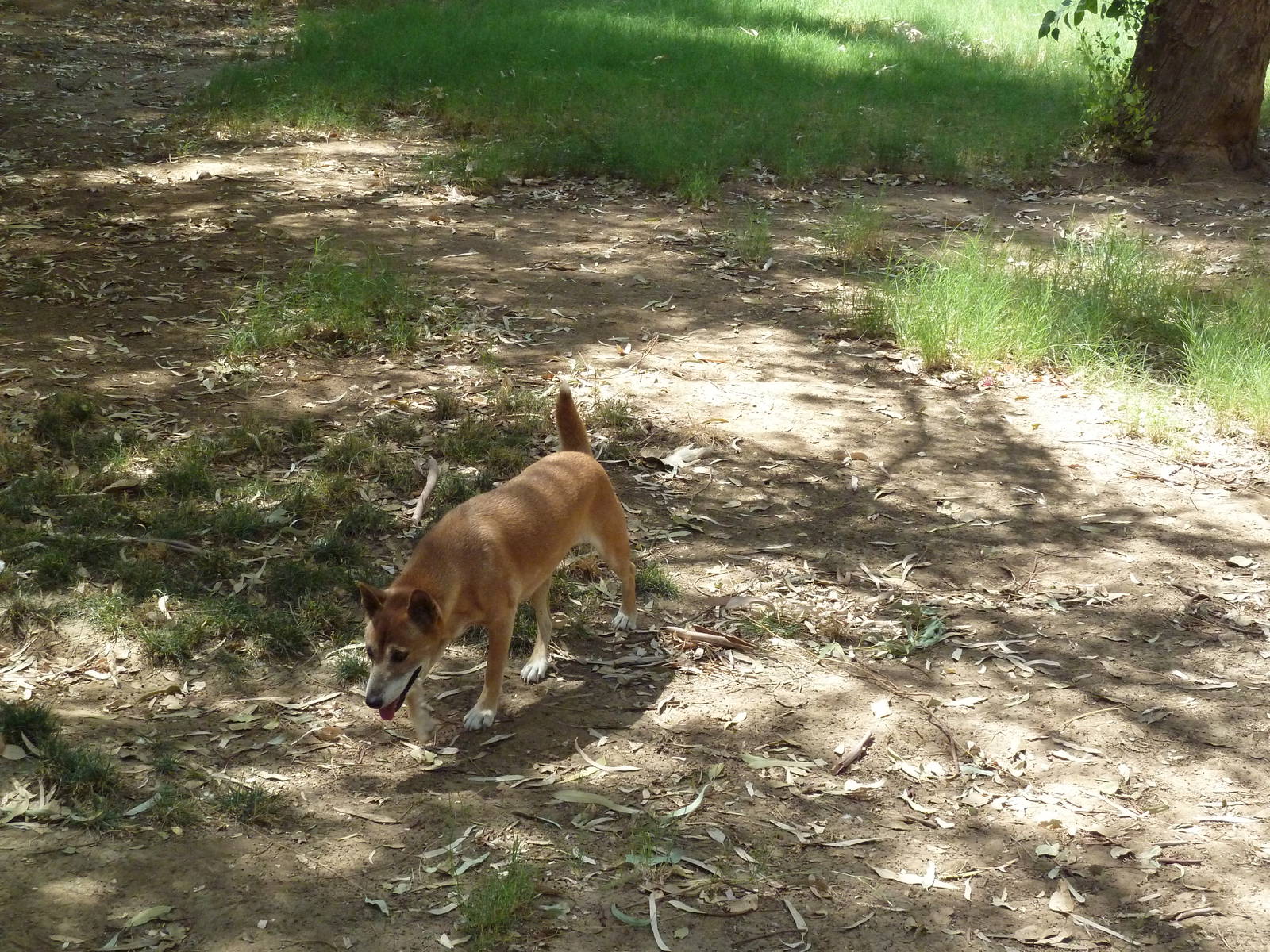 New Guinea Singing Dog