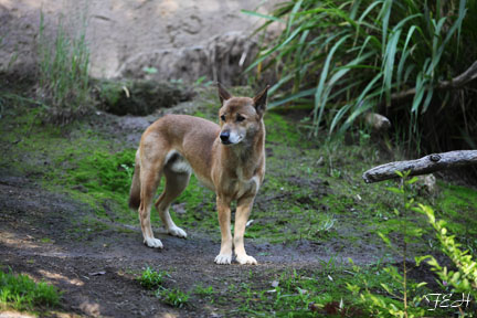 new guinea singing dog