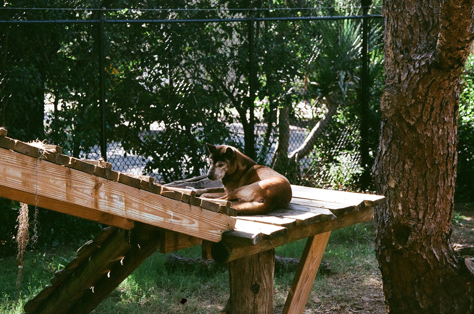New Guinea Singing Dog