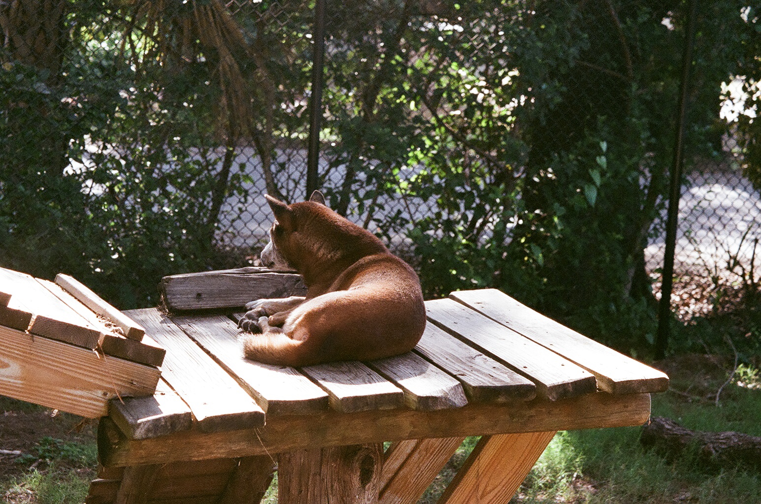 New Guinea Singing Dog