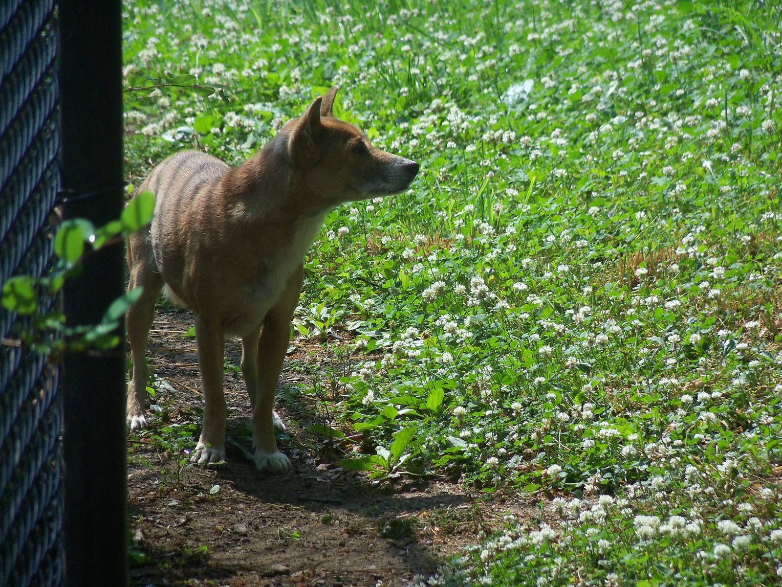 New Guinea Singing Dog