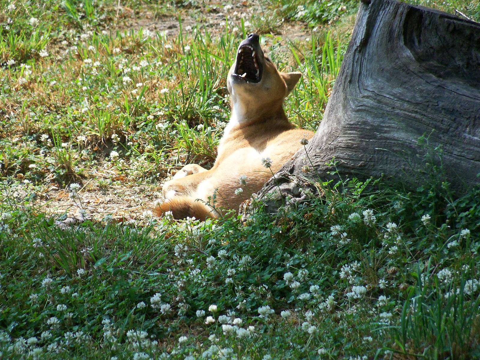 New Guinea Singing Dog