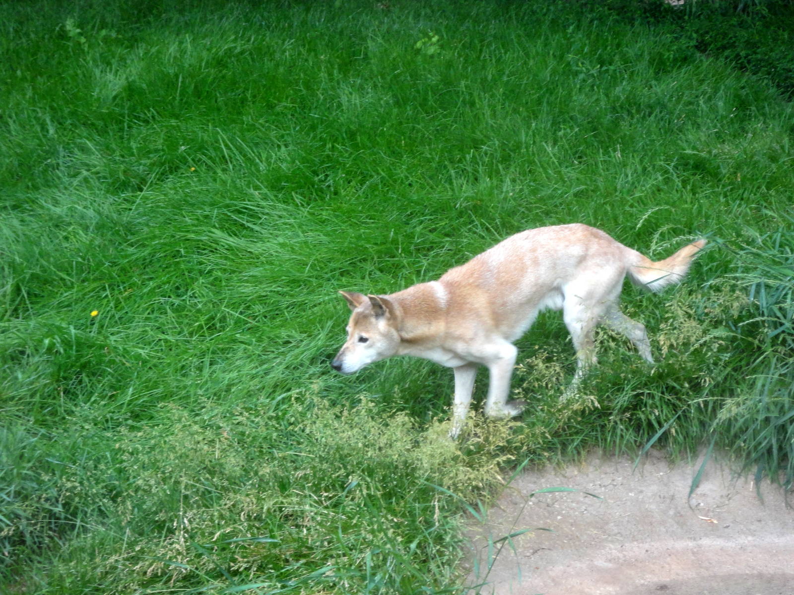New Guinea Singing Dog