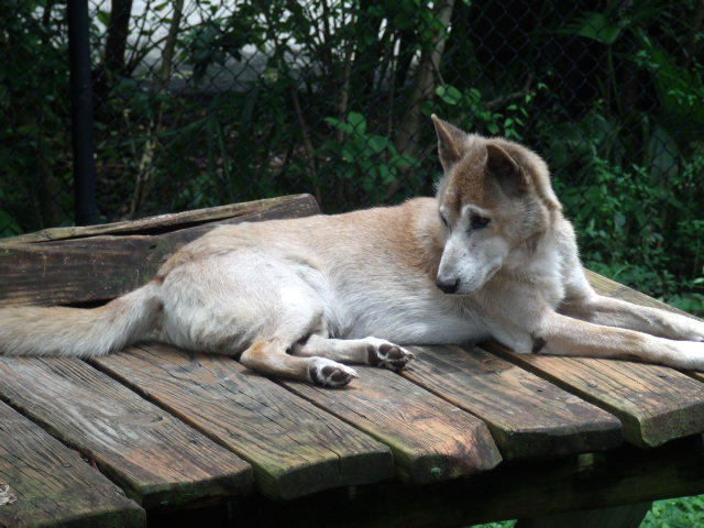 New Guinea Singing Dog