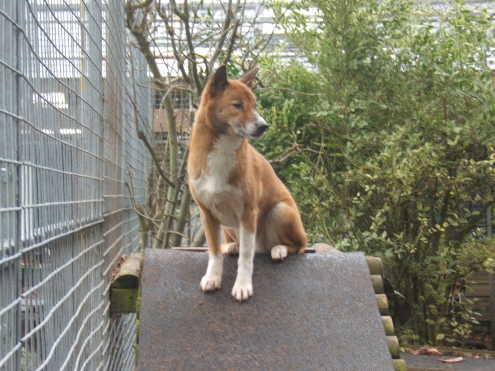New Guinea Singing Dog