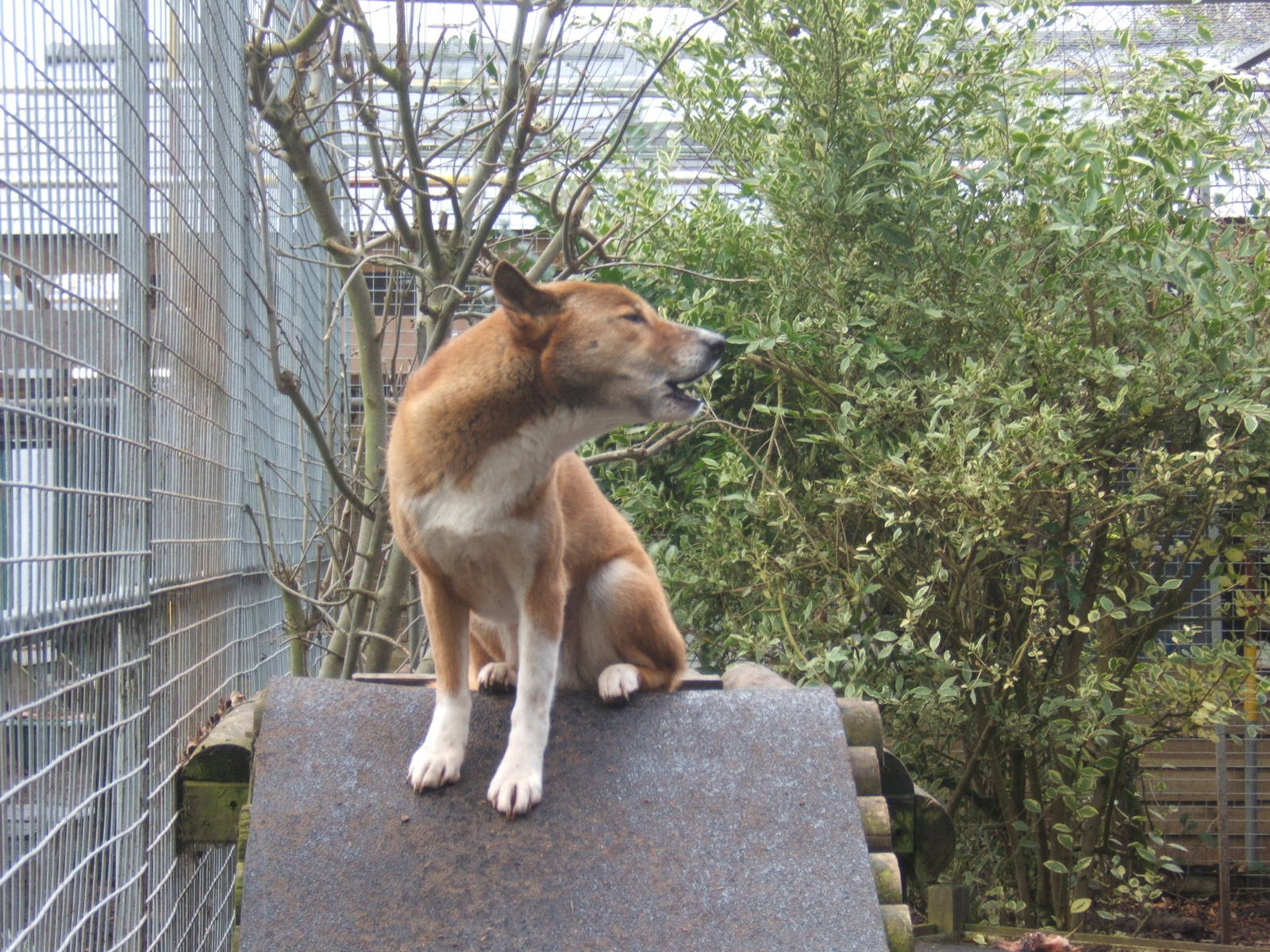 New Guinea Singing Dog