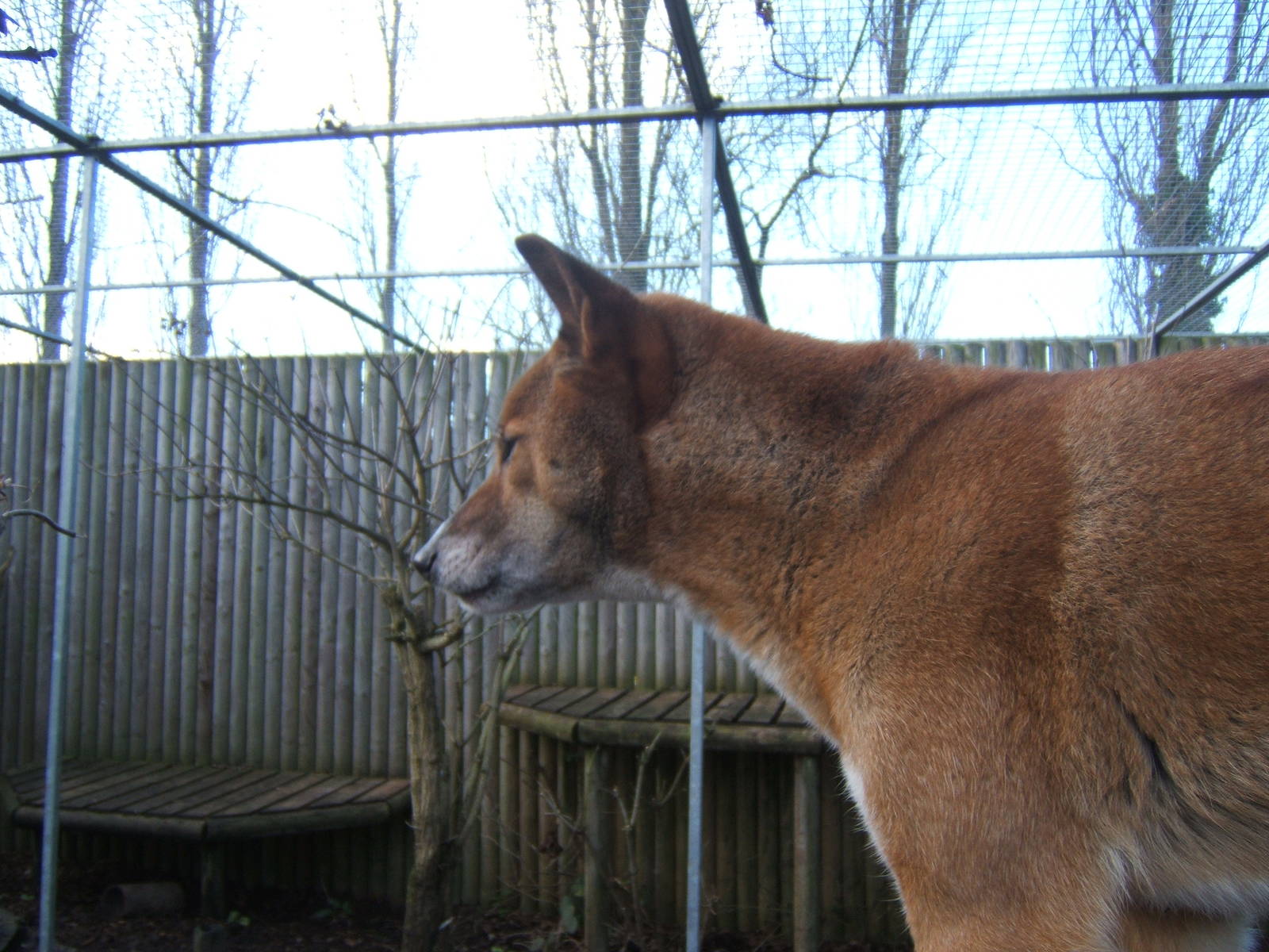 New Guinea Singing Dog