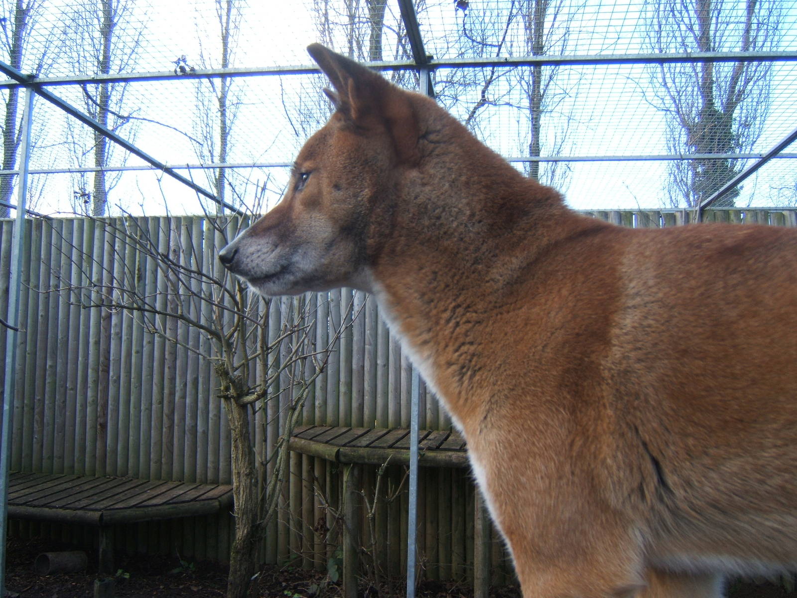 New Guinea Singing Dog