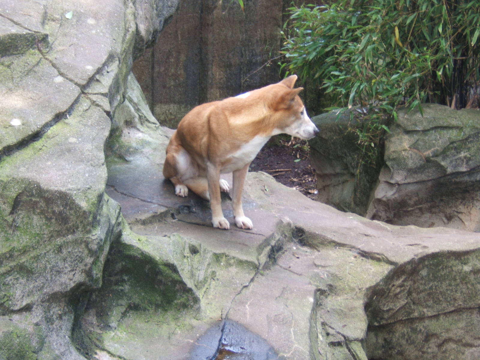 New Guinea Singing Dog