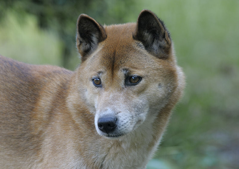 New Guinea singing dog