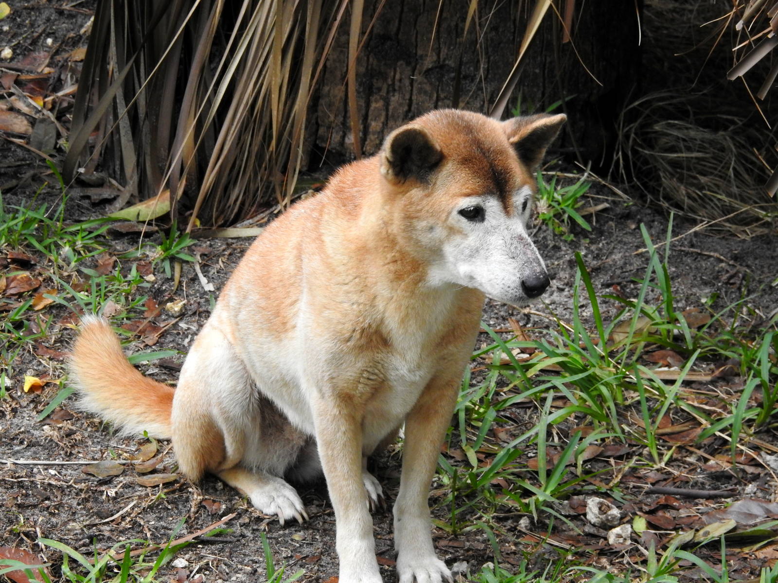 New Guinea Singing Dog